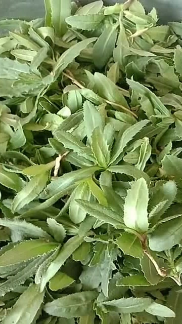 为了你的身体健康多认识几味草药孩子爱流鼻血就用这个