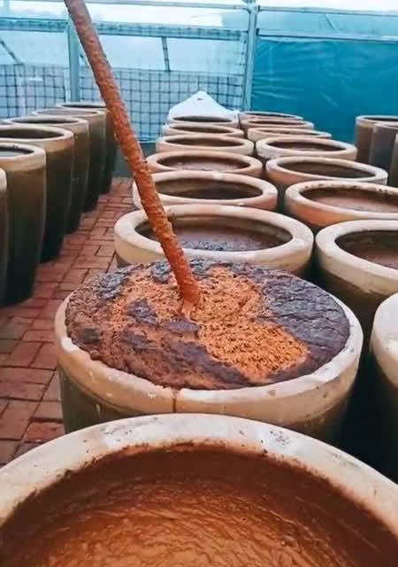 大酱块子发酵过程图片