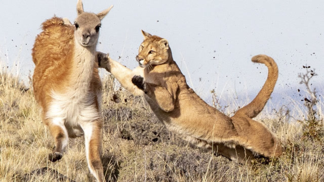 四只美洲狮捕猎羊驼,羊驼无路可走,结果意外反转!