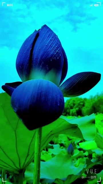 荷花的品质出淤泥而不染一身蓝色百褶裙亭亭玉立这就是蓝莲花