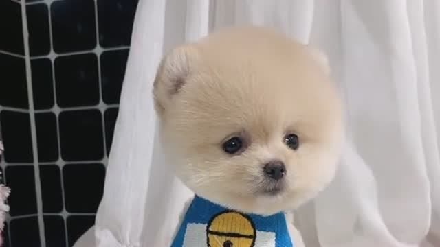 真是太可爱了吧,你觉得怎么样呢?