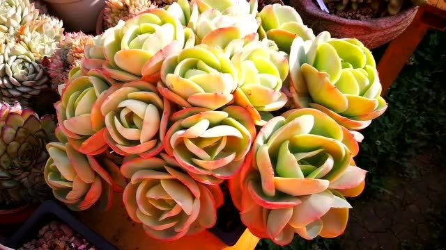 云南多肉植物欣赏:桃花石群生老桩,红色叶片还真可以!