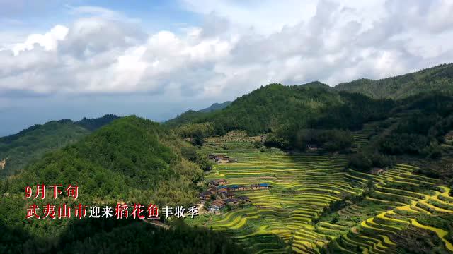 2020武夷山吴屯稻花鱼