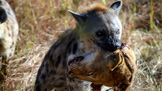 鬣狗吃到狮子肉,高兴的在地上打滚,网友:够吹一年了