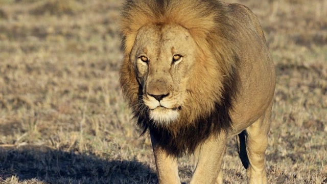 玛蒂克维,巨狮宽威和盟友雄狮,结伴巡逻吼叫