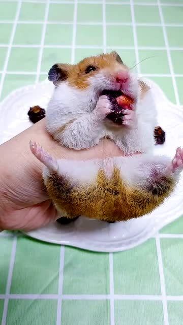 仓鼠曲奇饼干鼠鼠试吃看着还蛮香的