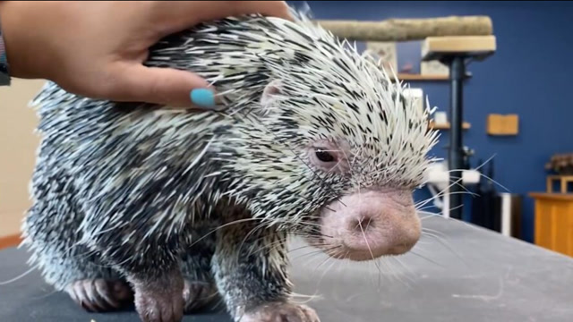 美女养豪猪当宠物,直接徒手撸豪猪,网友:不扎手吗?