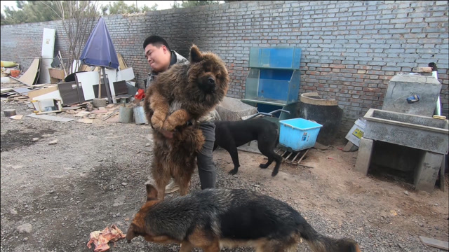 藏獒花猫现在最害怕听见三个字,放黑豹,关键它真的能听懂