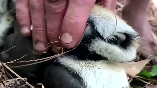外国驯养员展示老虎的肉垫,指甲藏在肉垫里面,尖锐程度超乎你的想象!