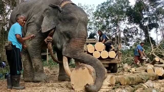 大象搬木头图片图片