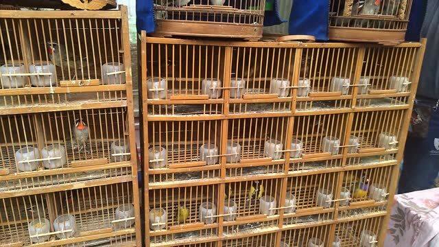 一种红脖鸟,好看又便宜,一会儿卖了十几只