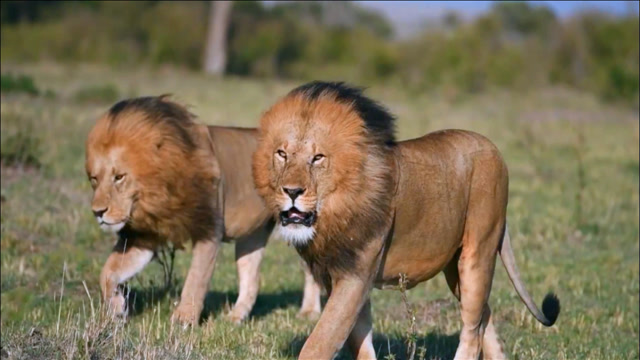雄狮兄弟漫步草原