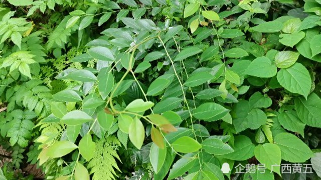 这种植物叫黑面叶,一种野生中草药,认识一下吧