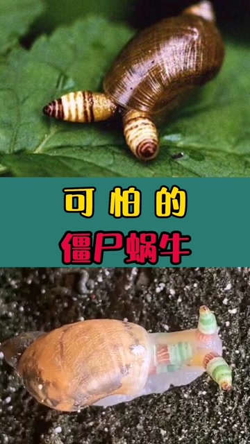 十大恐怖僵尸蜗牛图片