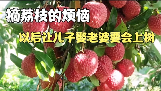 摘荔枝不会爬树,笑话儿子:以后要娶个会上树的老婆
