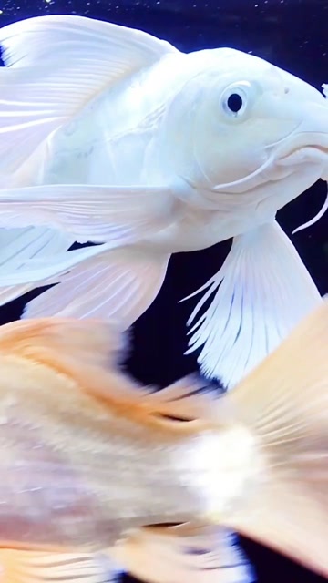 蝴蝶鲤德系的魅力