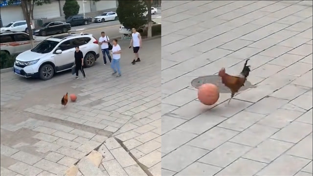 大公鸡当街打篮球身手矫健狂炫技网友看完直呼鸡你太美