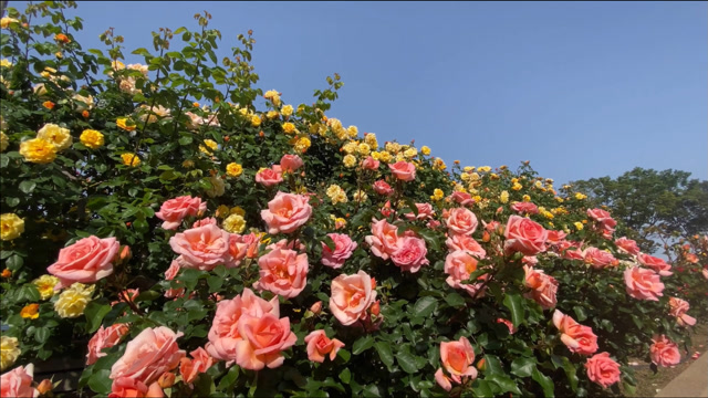 各种玫瑰花竞相绽放,玫瑰花风景观赏