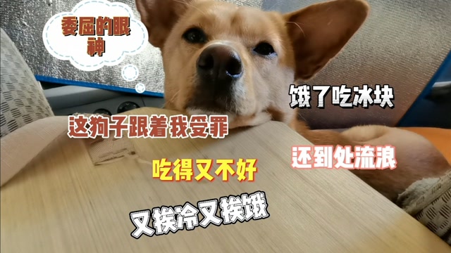 狗狗跟着我到处流浪,又挨冷又挨饿,饿得受不了只有吃冰填肚子