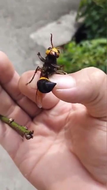 原来马蜂是这样蜇人的,看它的刺一晃一晃的,真想给它拔出来