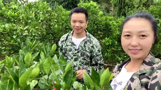 农村种植血橙不容易,一年要剪几次枝条,杨二娃用上了新工具