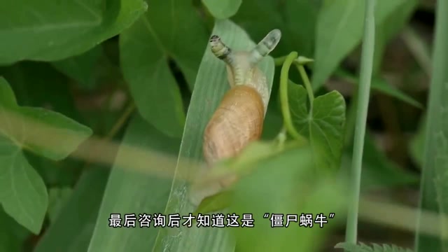 男子发现"僵尸蜗牛",被寄生虫控制大脑,如同现实版丧尸
