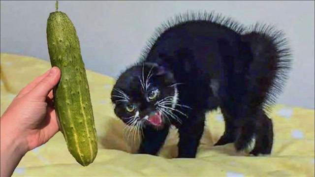 爆笑视频:猫咪遇到黄瓜的表情,太好笑了!