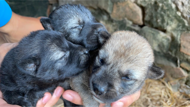 小土狗出生第13天,基本已经能睁开眼睛了,买一包狗粮给母狗补补