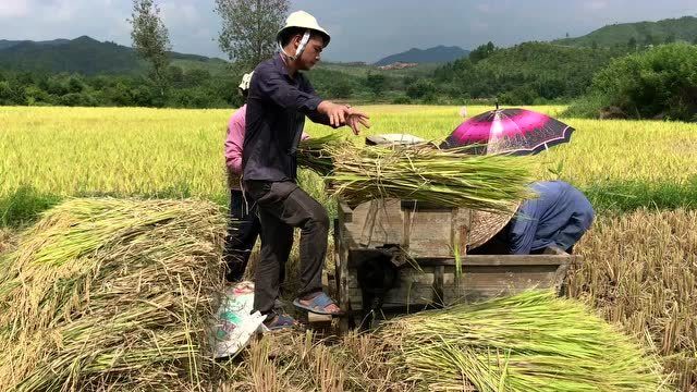 今天在老家收稻谷,脚踏式打谷机,体验一下小时候的乐趣