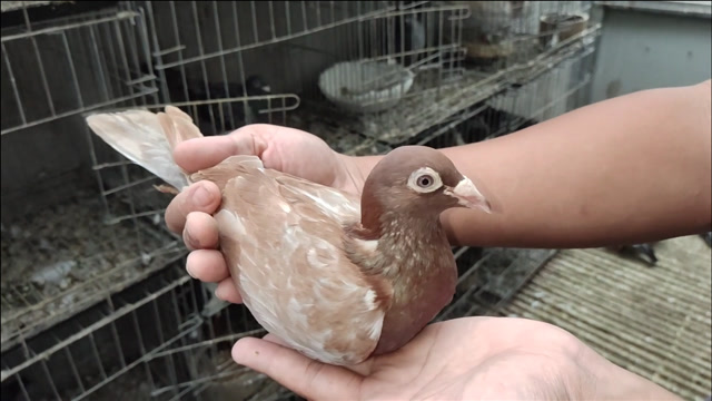1200元买了一只紫罗兰眼砂的信鸽,鸽友们欣赏一下