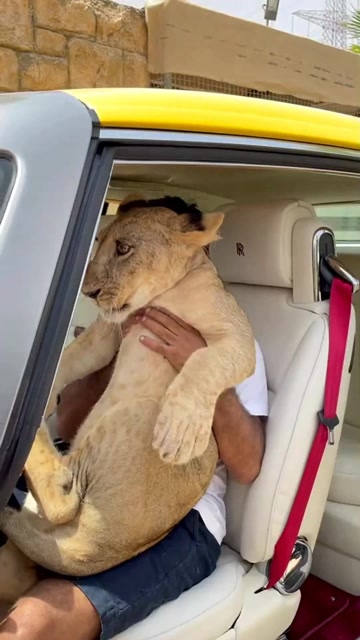 见识下迪拜土豪的宠物,眼前这一幕,网友:有钱人就是任性!