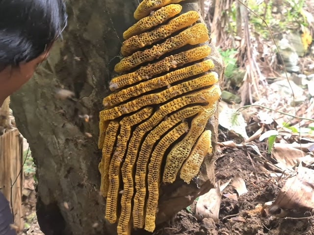 野外生存技能:在溪边发现一群野蜜蜂结果大丰收,荒野孤独