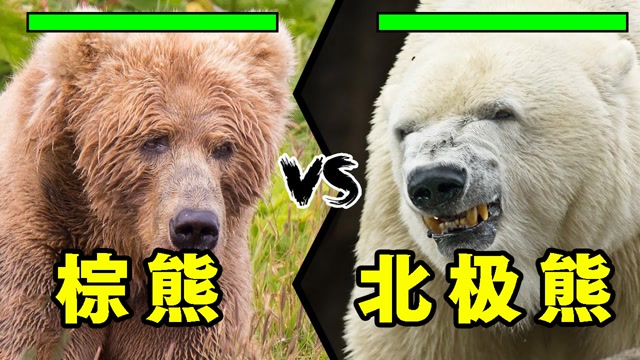 棕熊vs北极熊谁才是熊中之王结局意想不到知识π计划知识抢先知