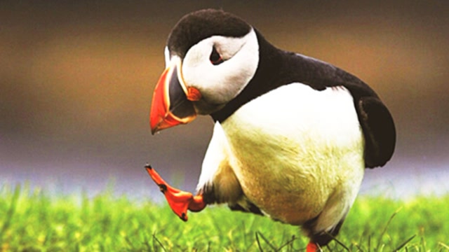 北极小可爱海鹦鹉,因为种族危机开始被动忧郁.#"知识抢先知"征稿大赛