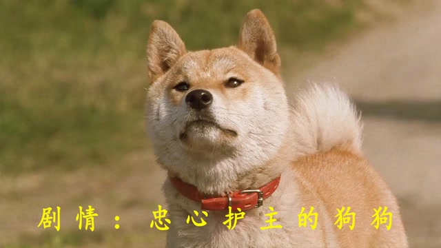 剧情:忠心护主的狗狗《爱犬的奇迹》