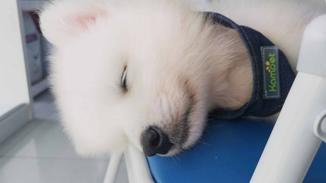 萨摩沉睡不醒仿佛打了麻醉剂