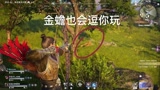 永劫无间小小金蟾、也会逗你玩