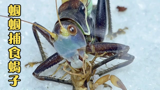 蝈蝈捕食吃蝎子 蝈蝈vs蝎子 凶猛的蝈蝈