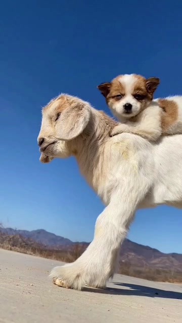 狗狗和小羊成为了好朋友,每天都是形影不离,难以置信的友谊