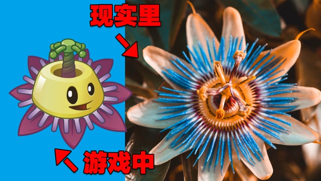 pvz揭秘:现实生活中的"番莲工程师"长啥样?