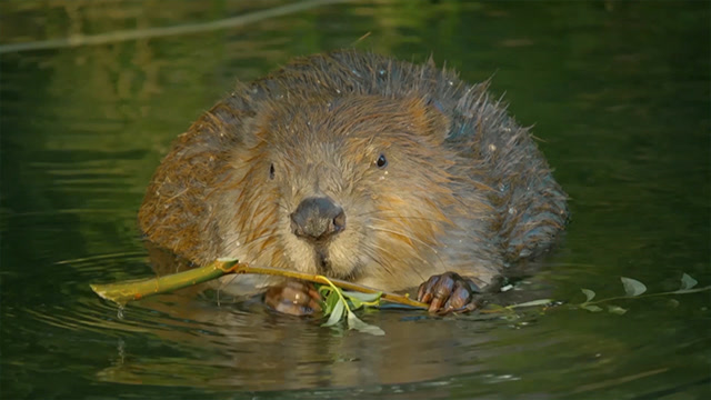 河狸的大黄牙有多厉害直接当刀使一年能砍几百棵树