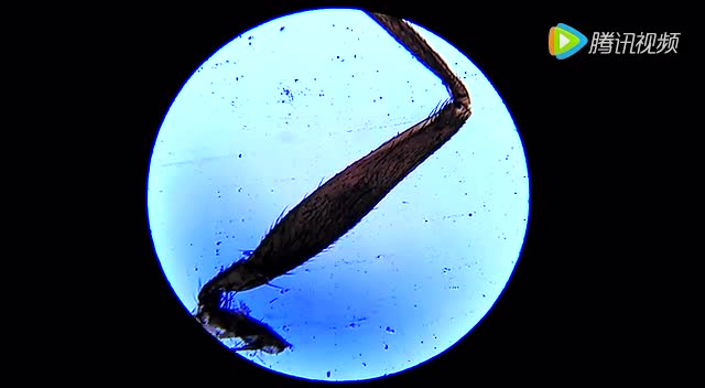 40倍到100倍显微镜下的苍蝇腿