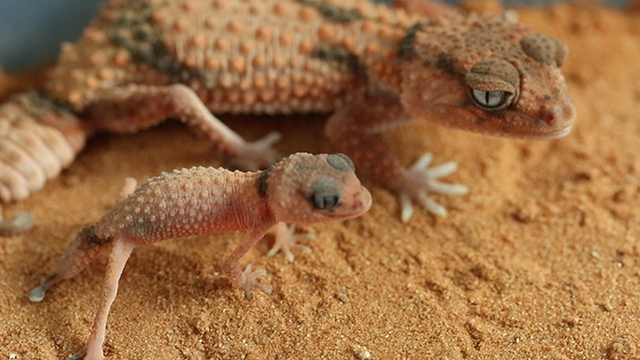 你养过蜥蜴吗?正在升温的爬行宠物
