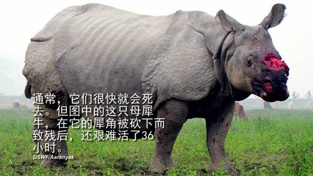 好可怜的犀牛 被人生生割去角,没有买卖就没有杀害!