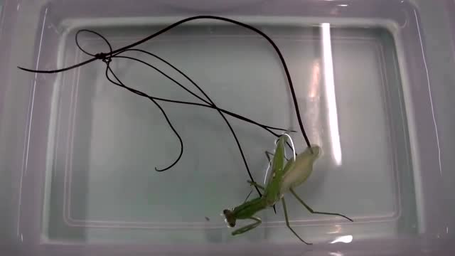真的吗螳螂溺水后排出巨大铁线虫