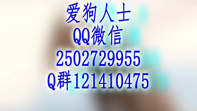 宠物狗交流信息