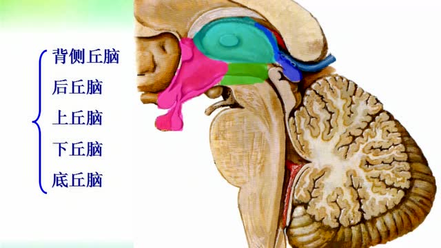 小脑间脑解剖与功能学(二)