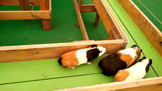 除了会吃会睡还会跑步的小豚鼠