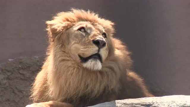 天空有情况?动物园狮子见到飞机掠过,仰头在观看