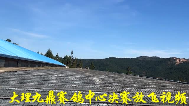 云南大理九鼎赛鸽中心决赛放飞视频